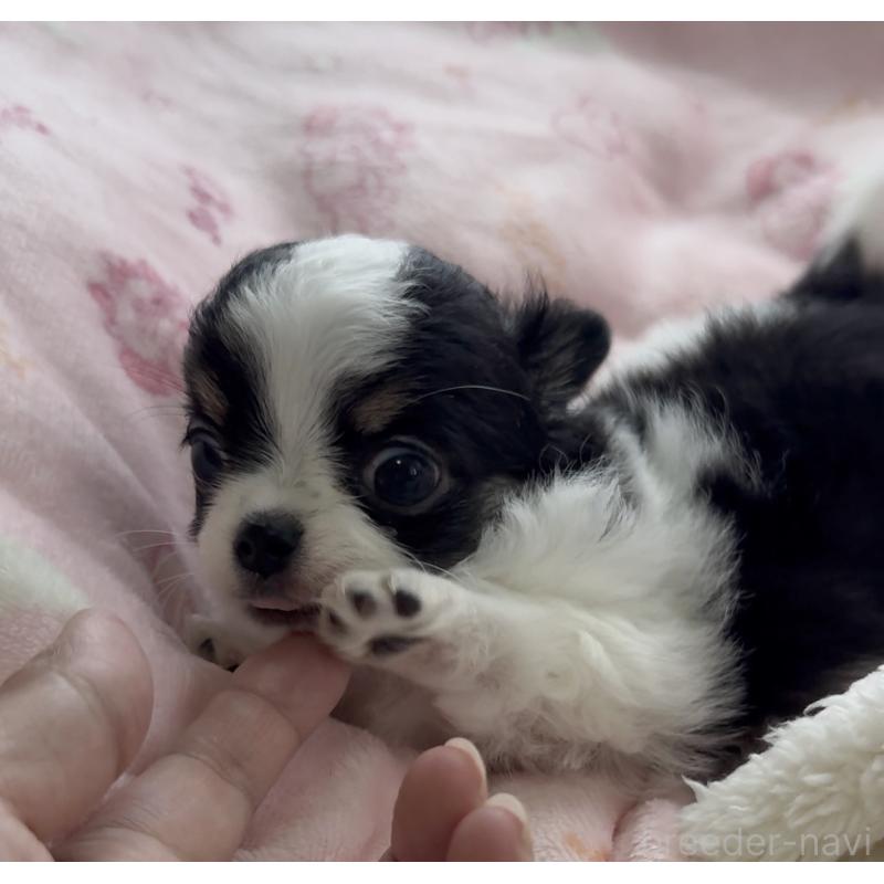 販売中の福岡県のチワワ(ロングコート)-435001の3枚目