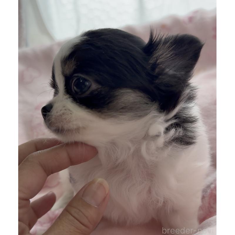 販売中の福岡県のチワワ(ロングコート)-435001の2枚目