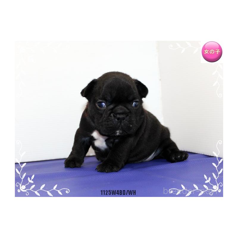 販売中の神奈川県のフレンチブルドッグ-434999の4枚目