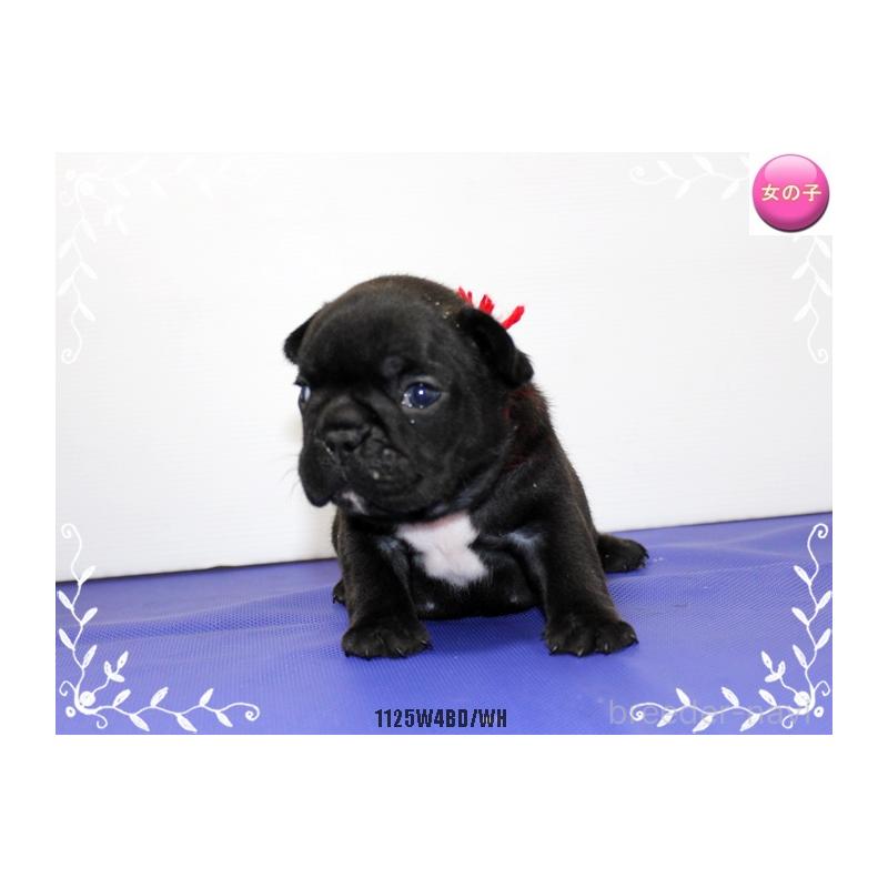 販売中の神奈川県のフレンチブルドッグ-434999の3枚目