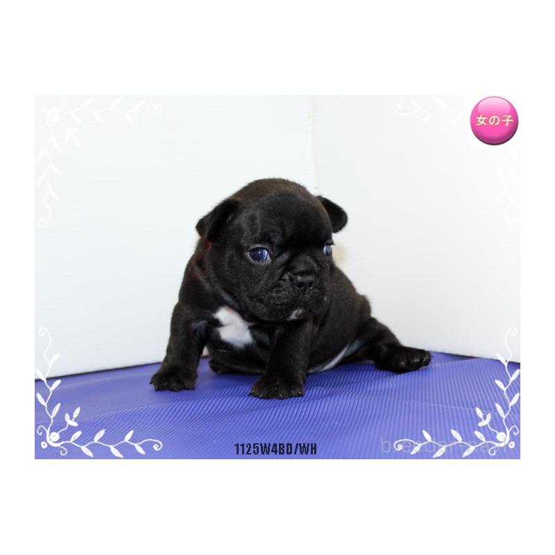 販売中の神奈川県のフレンチブルドッグ-434999の2枚目