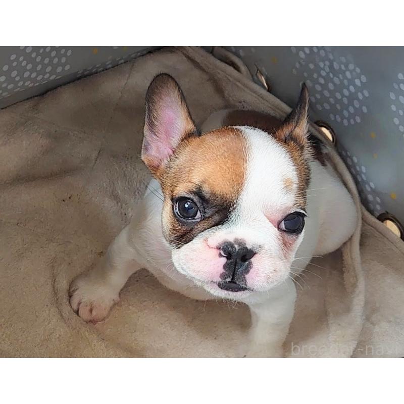 販売中の愛知県のフレンチブルドッグ-435000の3枚目