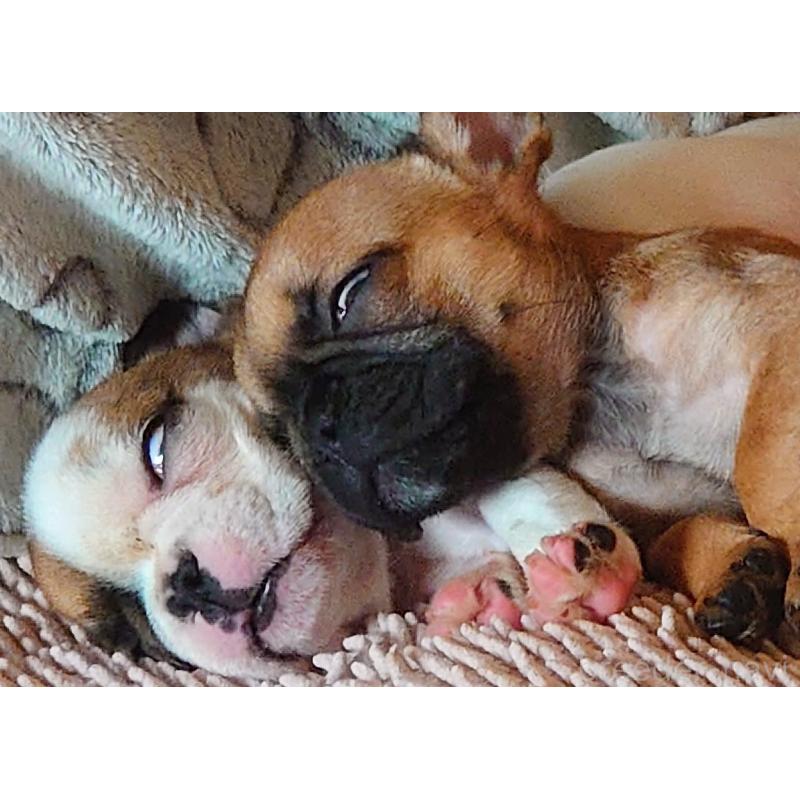 販売中の愛知県のフレンチブルドッグ-435000の2枚目