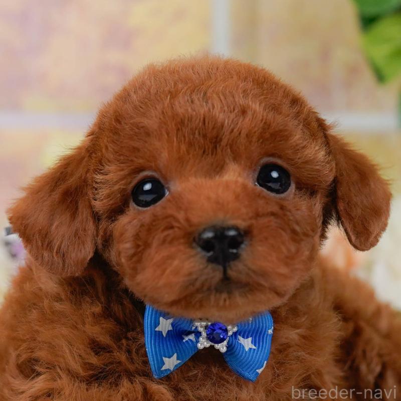 販売中の神奈川県のタイニープードル-435003