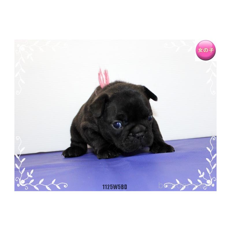 販売中の神奈川県のフレンチブルドッグ-435002の4枚目