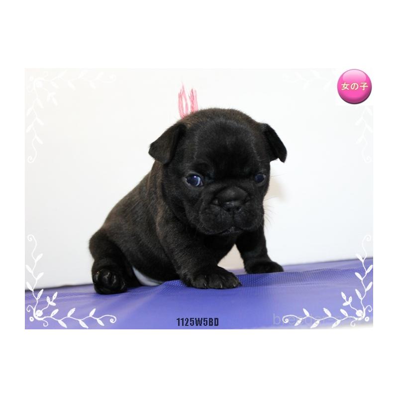 販売中の神奈川県のフレンチブルドッグ-435002の3枚目