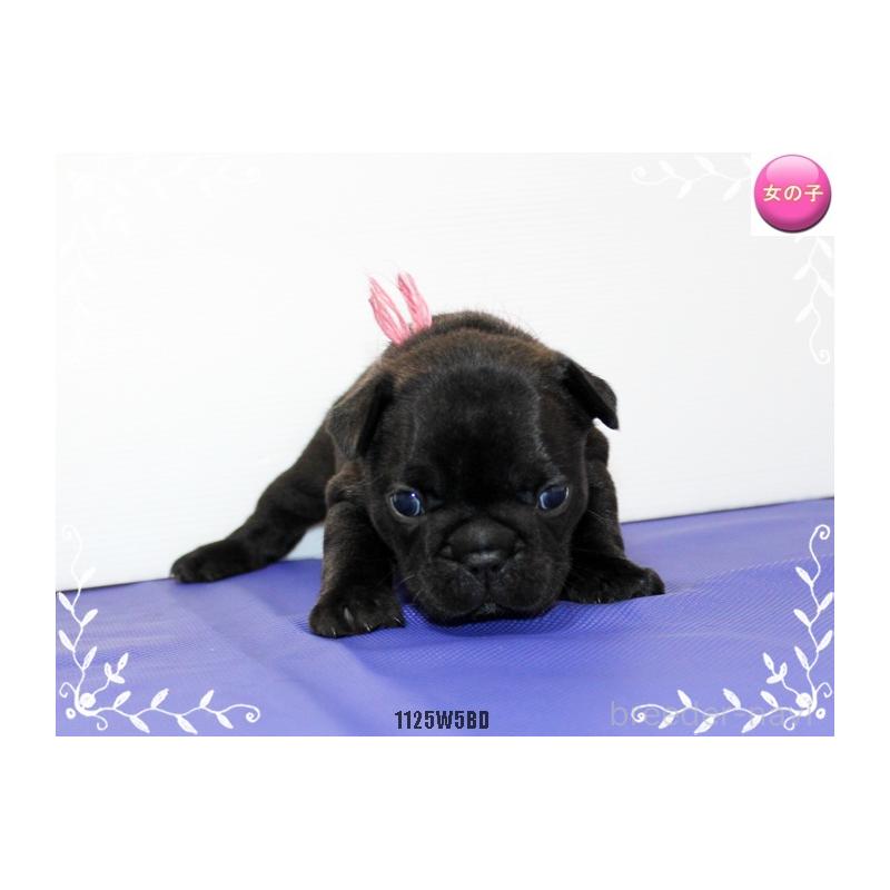 販売中の神奈川県のフレンチブルドッグ-435002の2枚目