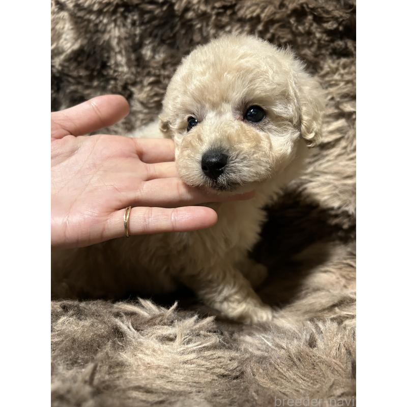 販売中の鹿児島県のタイニープードル-433078の5枚目