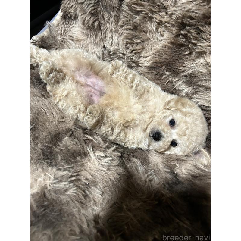 販売中の鹿児島県のタイニープードル-433078の4枚目