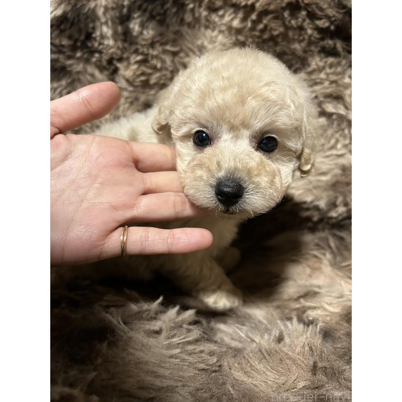 販売中の鹿児島県のタイニープードル-433078の3枚目