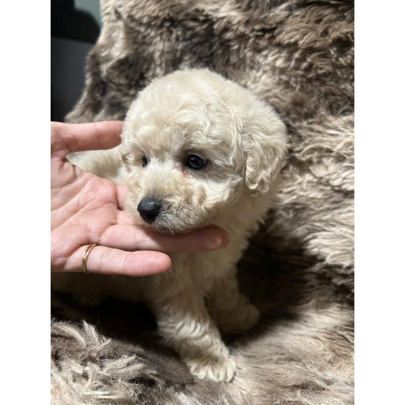 販売中の鹿児島県のタイニープードル-433078の2枚目