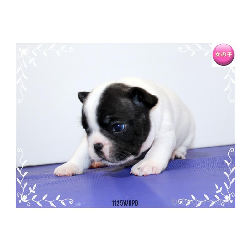 商談中の神奈川県のフレンチブルドッグ-435004の4枚目