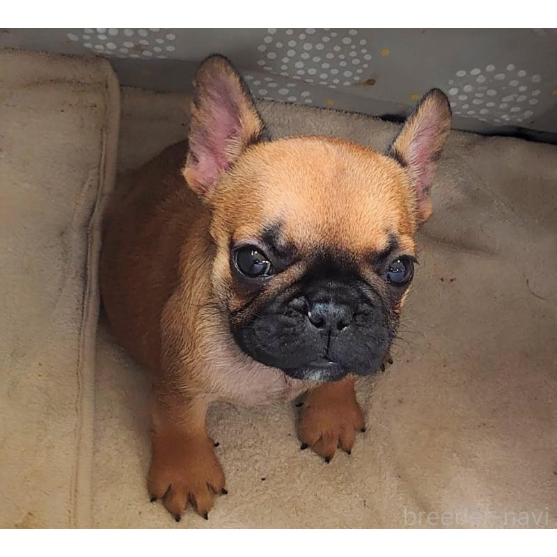 販売中の愛知県のフレンチブルドッグ-435005の3枚目