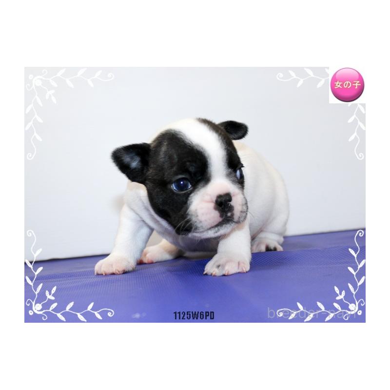 商談中の神奈川県のフレンチブルドッグ-435004の3枚目