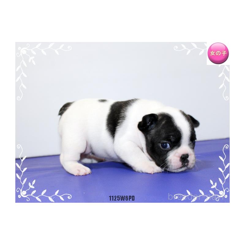 商談中の神奈川県のフレンチブルドッグ-435004の2枚目