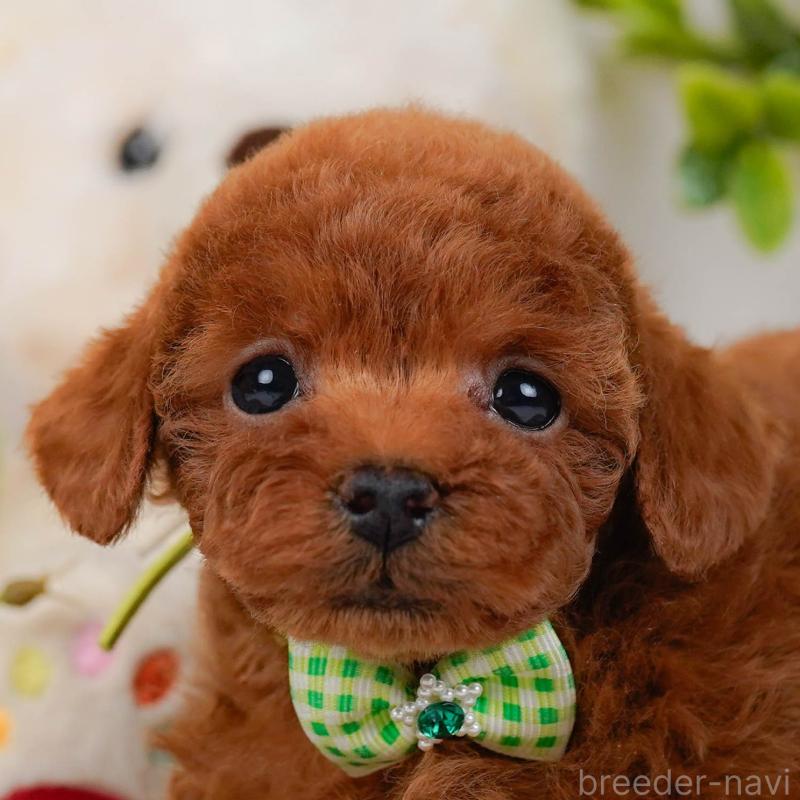 販売中の神奈川県のタイニープードル-435006の1枚目