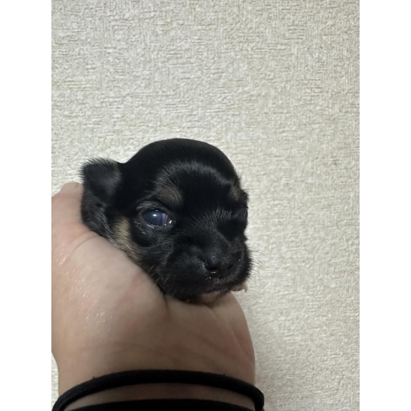 販売中の神奈川県のチワワ(ロングコート)-434295の12枚目