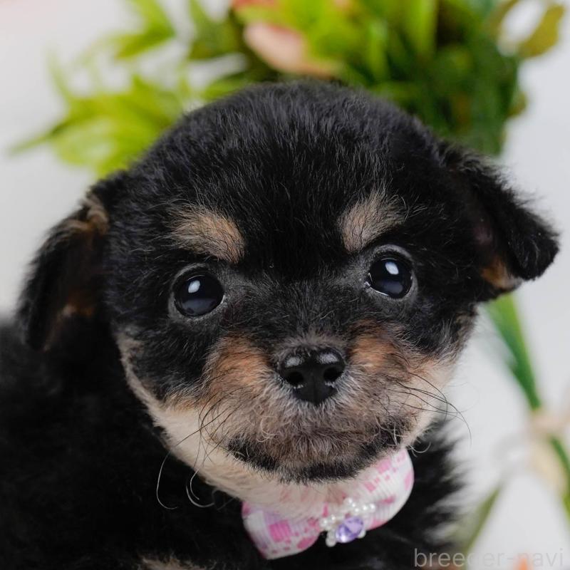 販売中の神奈川県のチワプー:チワワ×トイプードル-435007