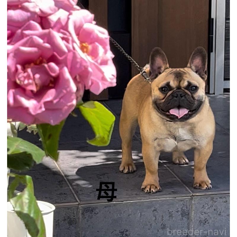 販売中の三重県のフレンチブルドッグ-434977の3枚目