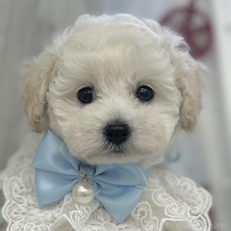 販売中の愛知県のトイプードル-430714