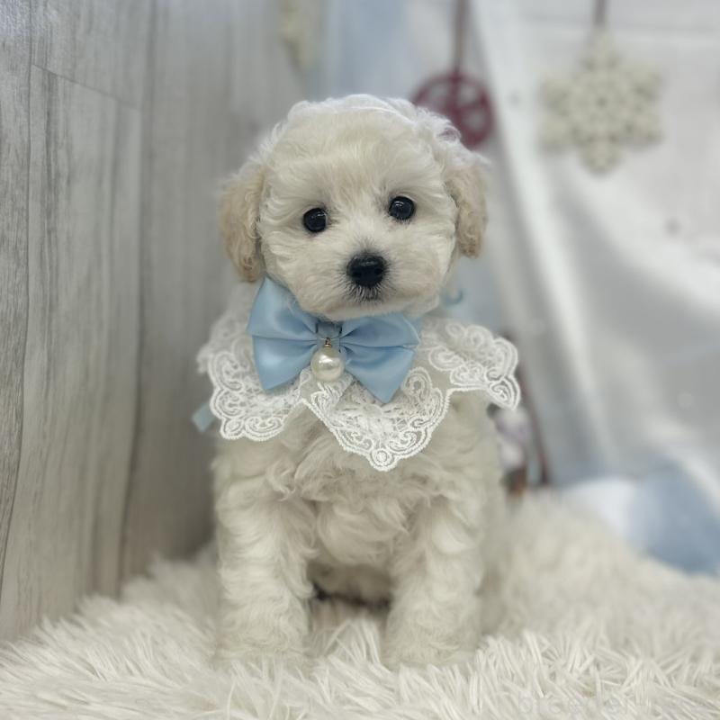 成約済の愛知県のトイプードル-430714の3枚目