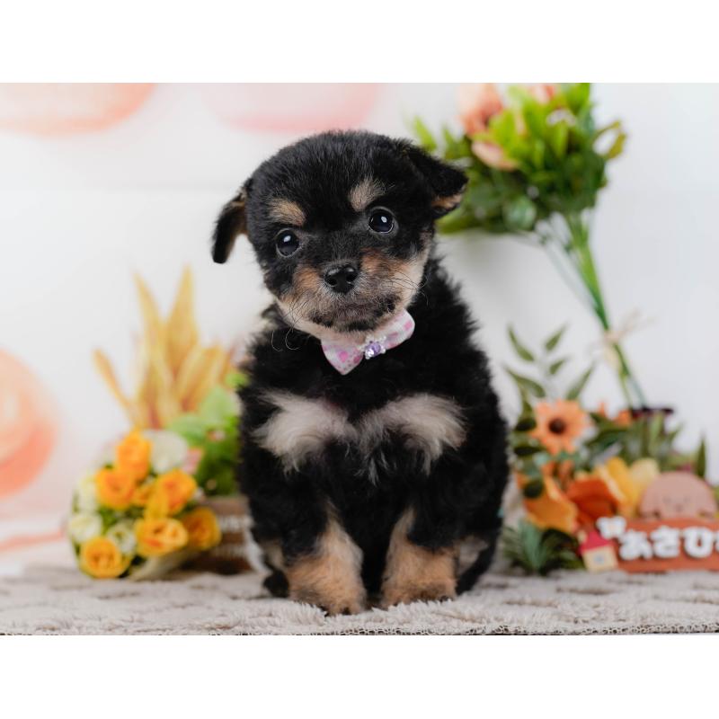 販売中の神奈川県のチワプー:チワワ×トイプードル-435007の11枚目