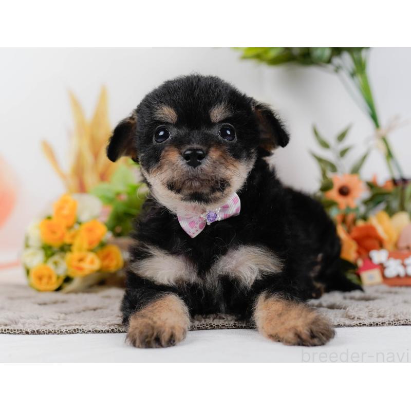 販売中の神奈川県のチワプー:チワワ×トイプードル-435007の10枚目