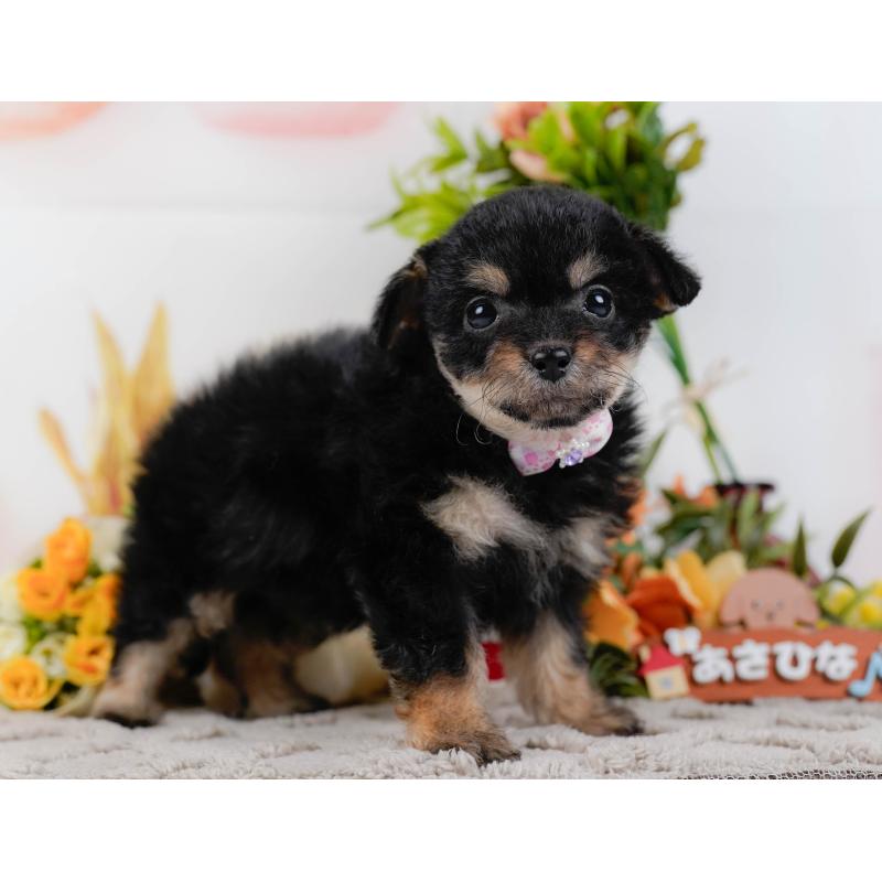 販売中の神奈川県のチワプー:チワワ×トイプードル-435007の9枚目