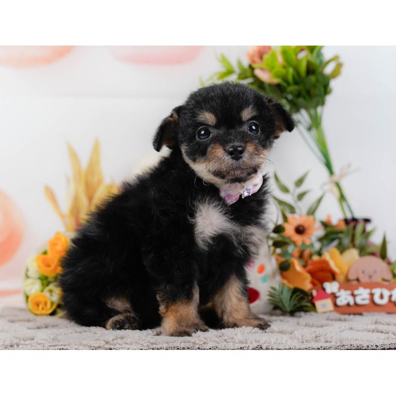 販売中の神奈川県のチワプー:チワワ×トイプードル-435007の8枚目