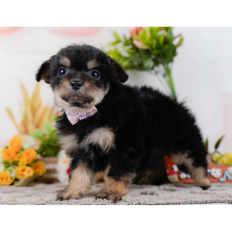 販売中の神奈川県のチワプー:チワワ×トイプードル-435007の7枚目