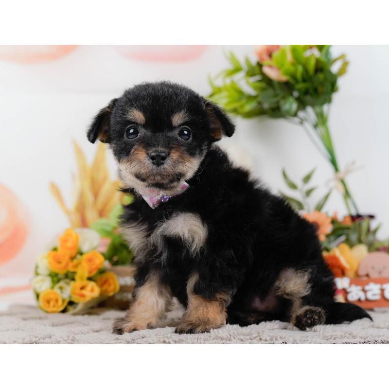 販売中の神奈川県のチワプー:チワワ×トイプードル-435007の6枚目