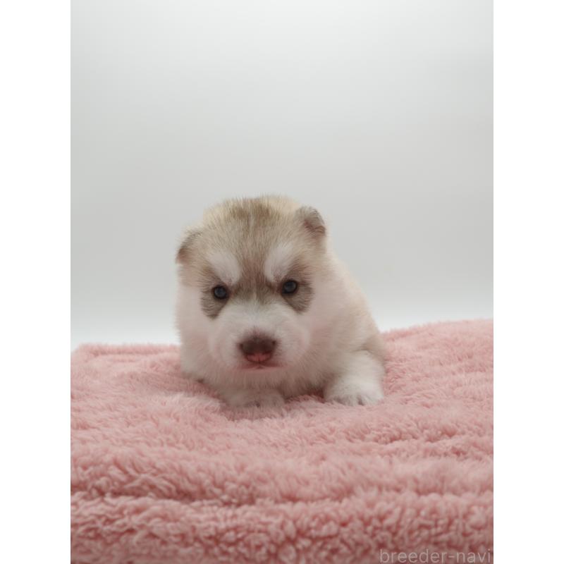 商談中の群馬県のシベリアンハスキー-432115の4枚目