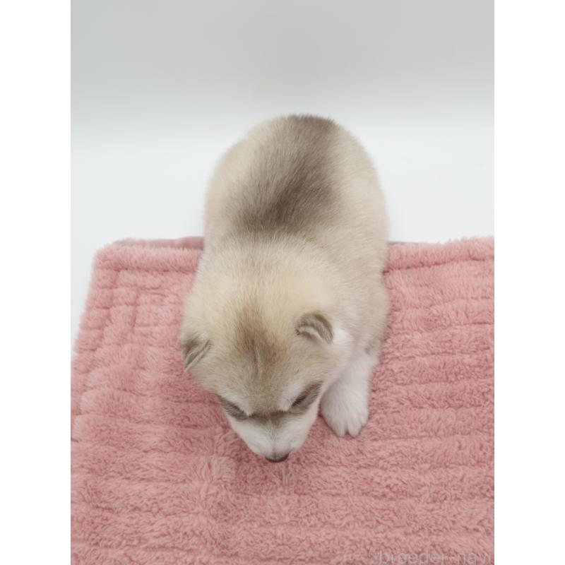 商談中の群馬県のシベリアンハスキー-432115の3枚目