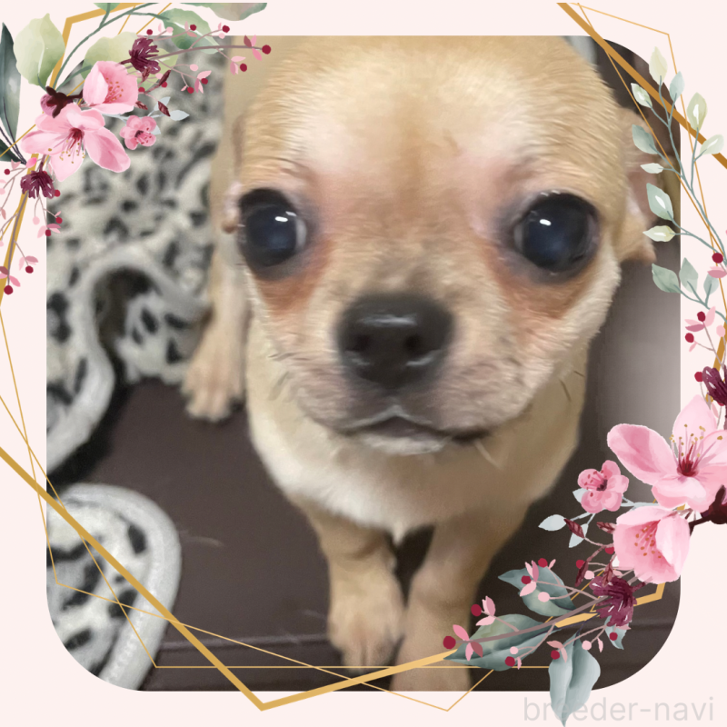 販売中の東京都のチワワ(ロングコート)-426796の1枚目