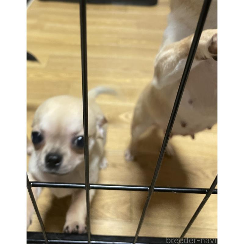 販売中の東京都のチワワ(ロングコート)-426796の2枚目