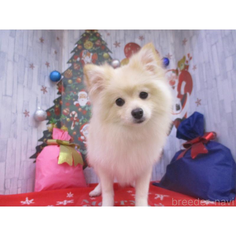 商談中の鳥取県のポメラニアン-408792の2枚目