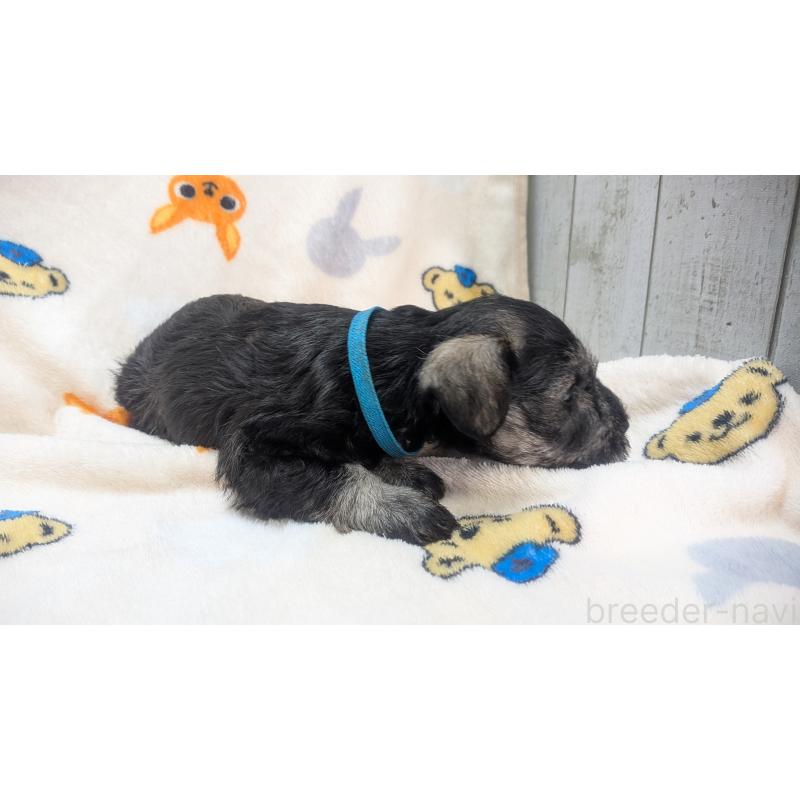 成約済の熊本県のミニチュアシュナウザー-432239の14枚目