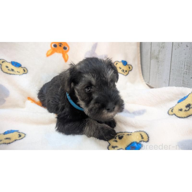 成約済の熊本県のミニチュアシュナウザー-432239の13枚目