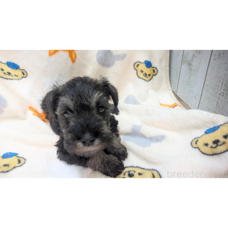 成約済の熊本県のミニチュアシュナウザー-432239の12枚目