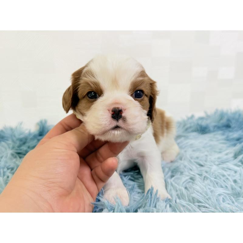 販売中の埼玉県のキャバリアキングチャールズスパニエル-435008の5枚目