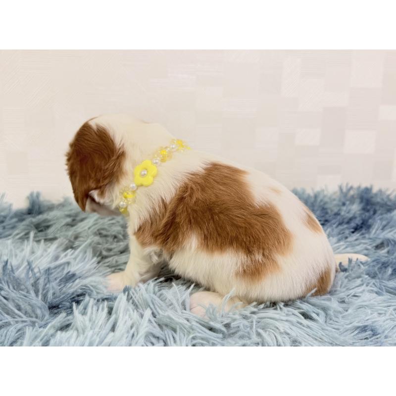 販売中の埼玉県のキャバリアキングチャールズスパニエル-435008の4枚目