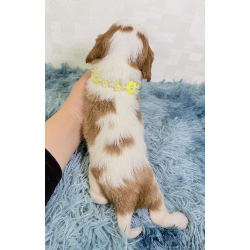 販売中の埼玉県のキャバリアキングチャールズスパニエル-435008の3枚目