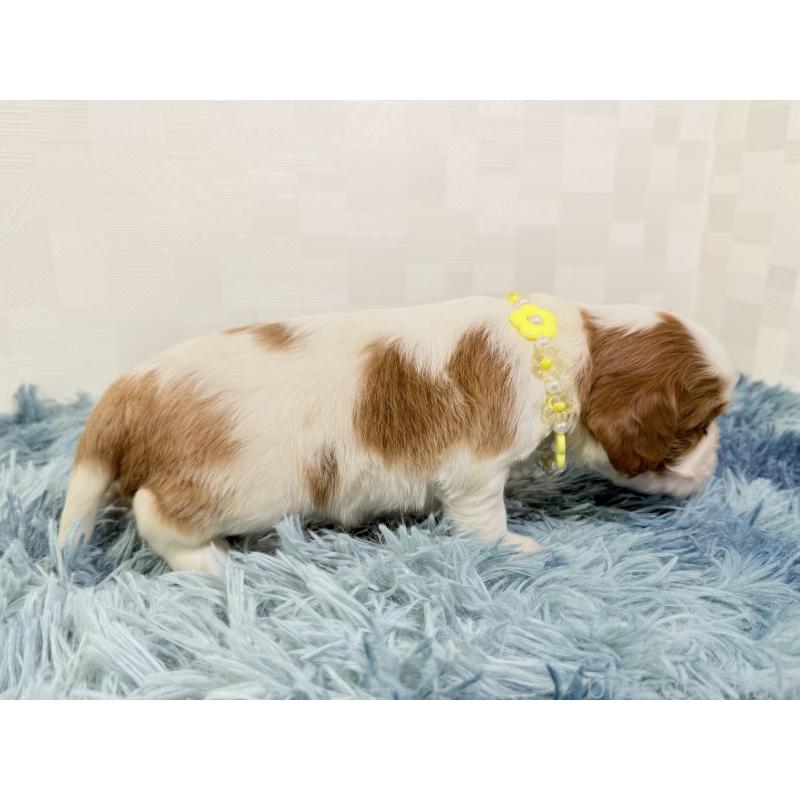 販売中の埼玉県のキャバリアキングチャールズスパニエル-435008の2枚目