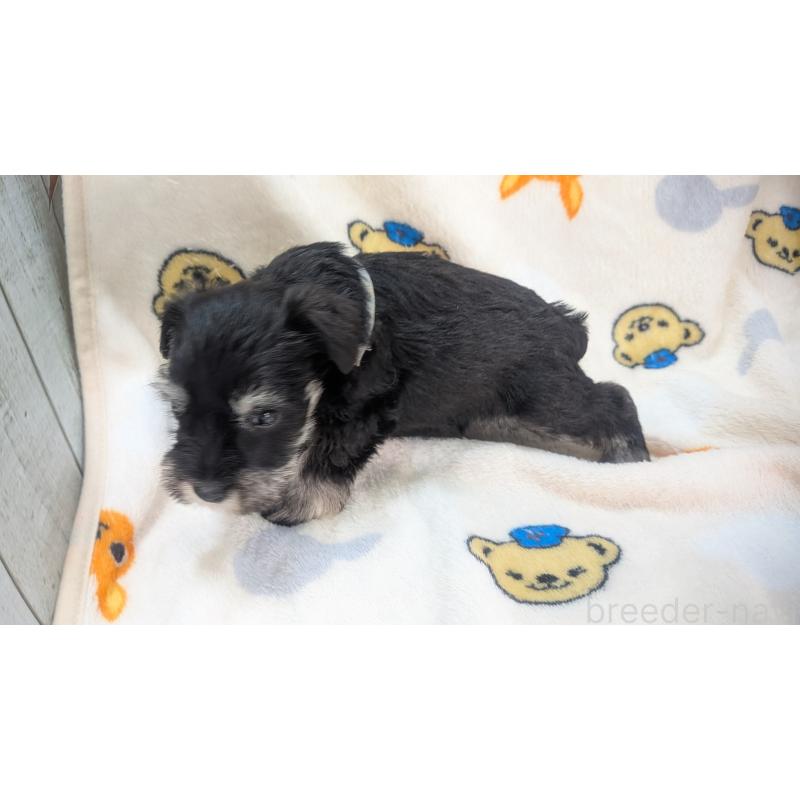 成約済の熊本県のミニチュアシュナウザー-432238の4枚目