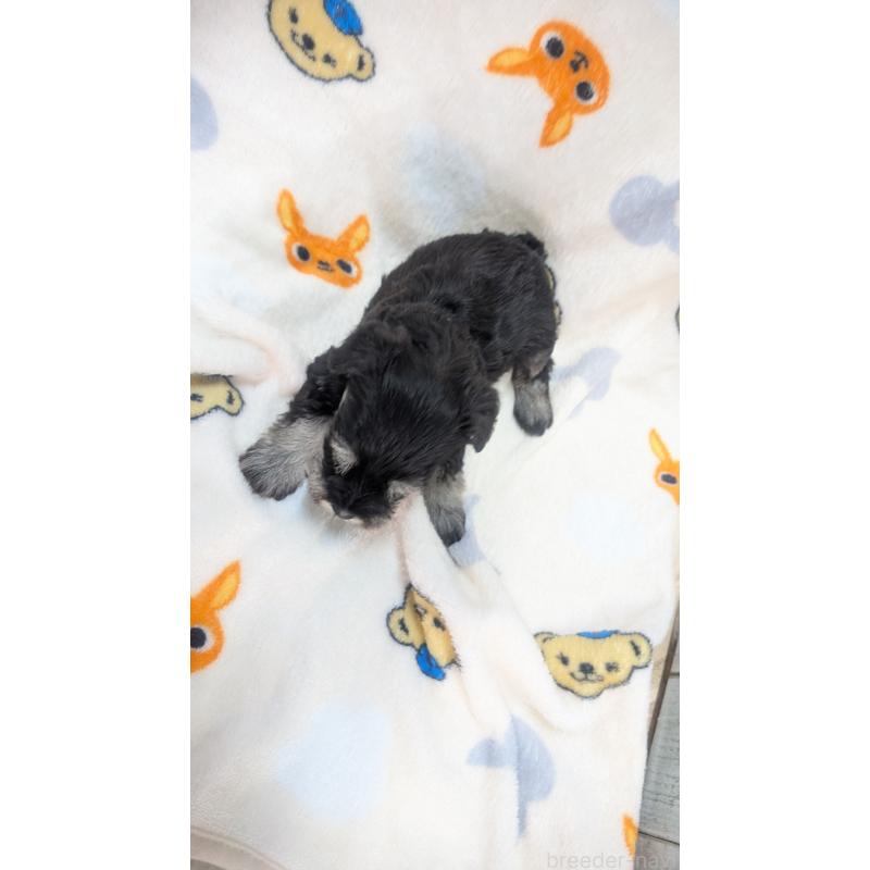 成約済の熊本県のミニチュアシュナウザー-432238の2枚目