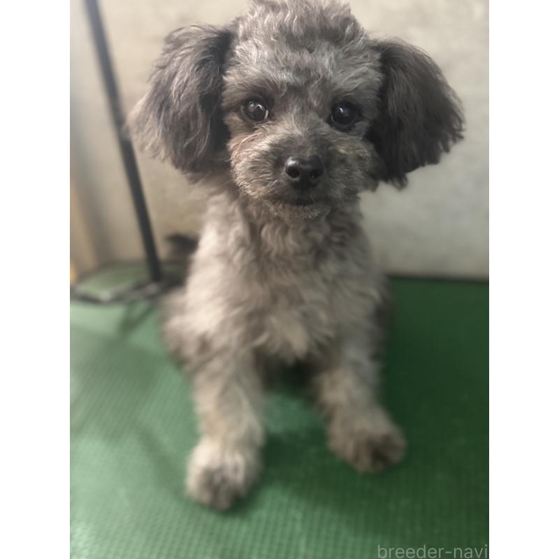 販売中の鹿児島県のチワプー:チワワ×トイプードル-408854の1枚目