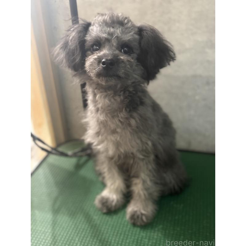 販売中の鹿児島県のチワプー:チワワ×トイプードル-408854の3枚目