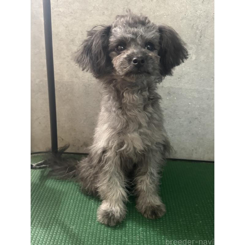 販売中の鹿児島県のチワプー:チワワ×トイプードル-408854の2枚目