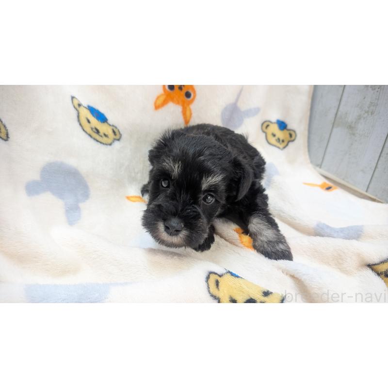 成約済の熊本県のミニチュアシュナウザー-432241の13枚目