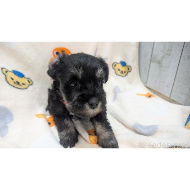 成約済の熊本県のミニチュアシュナウザー-432241の12枚目